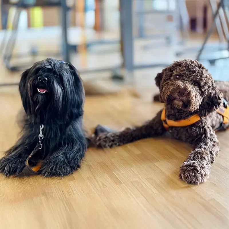 Rosi und Lotti unsere zwei Schulhunde